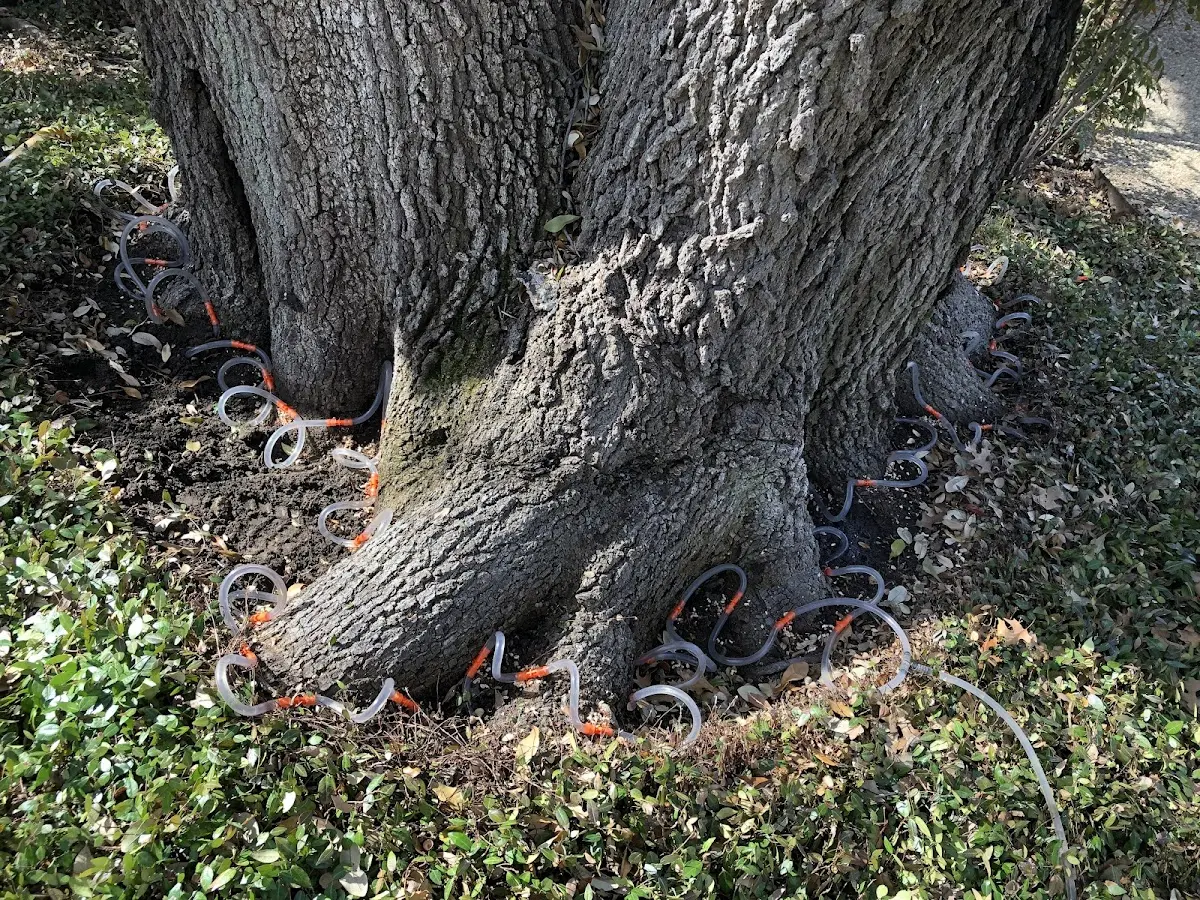 Detailed Tree Cabling and Bracing job site in Capon Springs