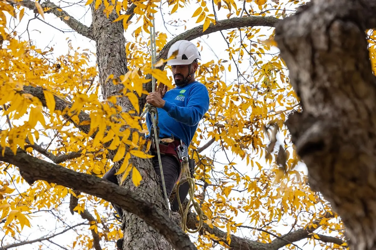 Skilled Tree Pruning crew working in Capon Springs