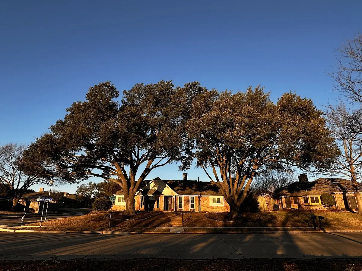 Established residential canopy tree shading a home in Capon Springs
